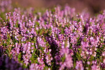 Heather plant closeup detail of blossom on Haworth Moor