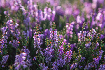 Heather plant closeup detail of blossom on Haworth Moor