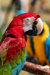 Close up image of Scarlet Macaw perched on a tree branch.