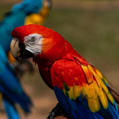 Close up image of Scarlet Macaw perched on a tree branch.