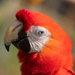 Fototapeta premium Close up image of Scarlet Macaw perched on a tree branch.