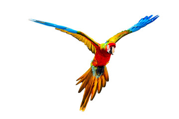 Flying Scarlet Macaw isolated on white.