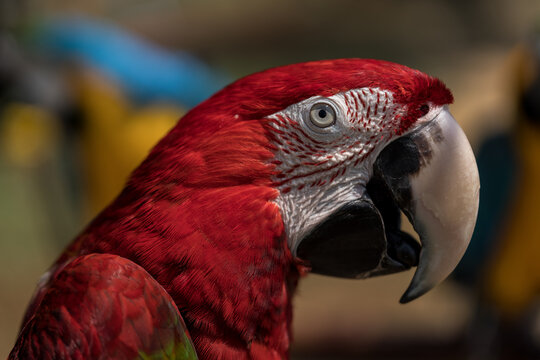 Close up image of Scarlet Macaw perched on a tree branch.