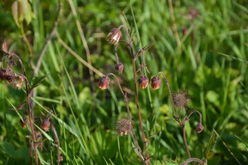 Geum rivale, Water Avens. Bright red-brown and golden-orange flowers with drooping buds on a green...