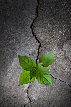 Young tree plant growing through the cracked concrete floor