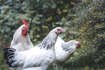 Domesticated Sussex chickens graze freely on the garden lawn.