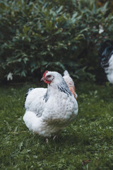 Domesticated Sussex chickens graze freely on the garden lawn.
