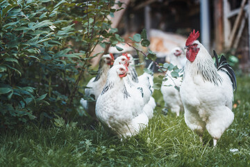 Domesticated Sussex chickens graze freely on the garden lawn. © Lesya