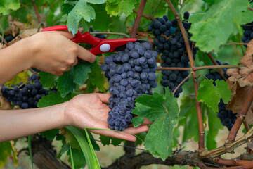 close-up man picking red wine grapes on vine in vineyard.harvest of blue grapes. fields vineyards...