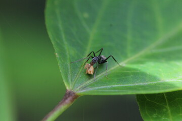 Große schwarze Ameise mit Futter in Sri Lanka