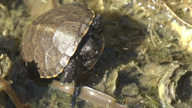 Boby, small turtle was rescued after a severe drought and transferred to water in forest pond. Hatched from an egg in wild