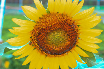 sunflower on blue background