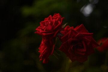 薔薇　花　自然　神秘