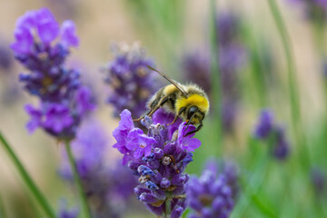 Honey Bee taking pollen from a Lavender plant in an English Garden