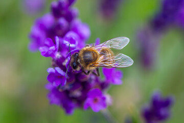 Honey Bee taking pollen from a Lavender plant in an English Garden