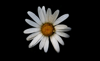 Paris daisy with white petals and yellow bud isolated on a black background. Close up.