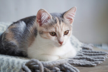 Fototapeta na wymiar Cute tricolor kitten lies on a gray warm woolen blanket with a fringe.Concept of adorable little pets