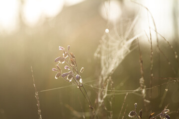 grass flowers in the morning