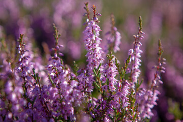 Heather plant closeup detail of blossom on Haworth Moor