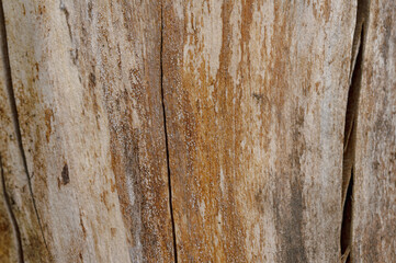 Abstract background of old cracked tree trunk. Closeup topview.