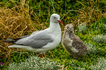 Mother and Chick