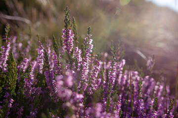 Heather plant closeup detail of blossom on Haworth Moor