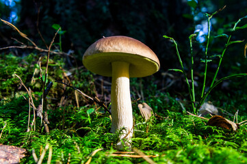 Forest mushroom grows in moss and grass