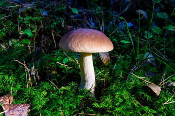 Forest mushroom grows in moss and grass