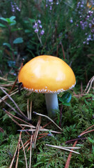 Forest mushroom grows in moss and grass