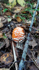 Forest mushroom grows in moss and grass