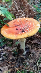 Forest mushroom grows in moss and grass