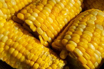 Cobs of yellow boiled corn close up
