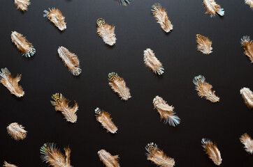 Pattern made of variegated feathers on black background.