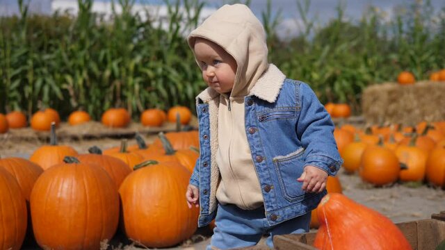 Baby in denim outfit walks around pumpkin patch, looking at pumpkins. Another baby in matching outfit walking in the backgrounds