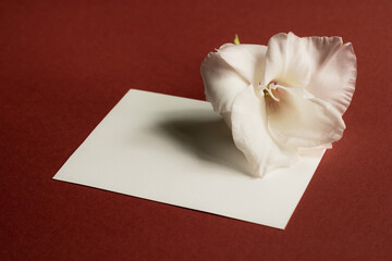 Blank paper card with beautiful white flower on red background. Romantic mock up and template. 