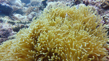 Naklejka na ściany i meble Clown fish and sea anemone, natural symbiosis. Coral reef with fishes. Tropical underwater sea fishes.