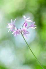 Obraz premium 小さな星