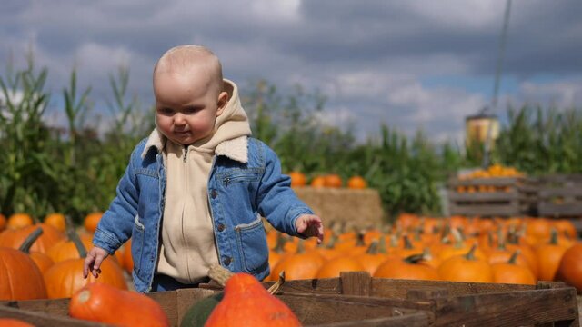 Day at pumpkin patch. Cute baby in denim jacket is picking perfect pumpkin