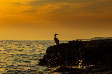 Great cormorant, Phalacrocorax, profiled on a beautiful sunset, on the Adriatic Sea coast.