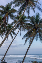 Palm trees against a dusk sky, Sri Lanka