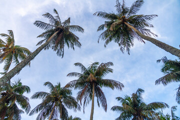 Obraz na płótnie Canvas Palm trees against a dusk sky, Sri Lanka