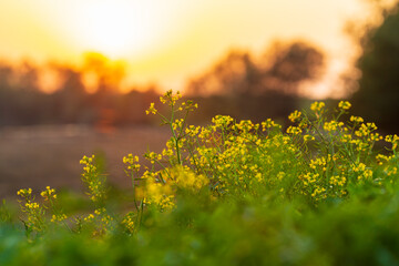 Obraz premium Sunset colors over a remote rural field, in autumn, along a wild river bank