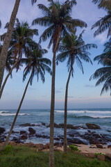 Fototapeta na wymiar Palm trees against a dusk sky, Sri Lanka