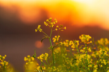 Obraz premium Sunset colors over a remote rural field, in autumn, along a wild river bank
