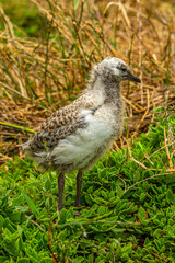 Seagull Chick vert