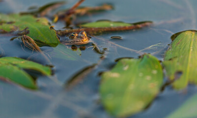 European fron, Rana esculenta, in a natural marsh environment