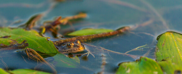 European fron, Rana esculenta, in a natural marsh environment