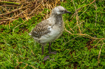 Seagull Chick