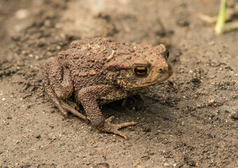 european common toad (bufo bufo) on the ground