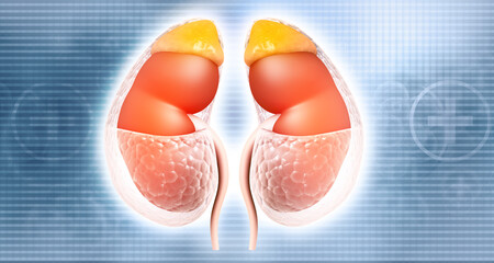 Human kidney, urinary system. 3d illustration.